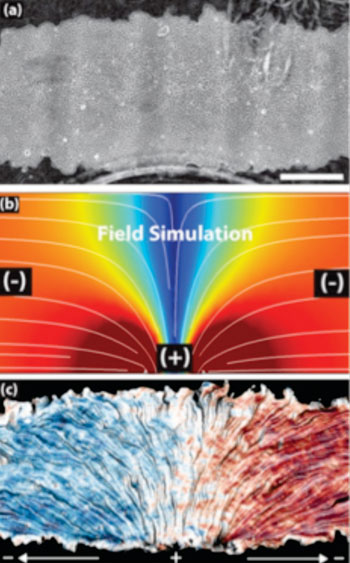 Image: The top image shows a patch of epithelial cells. The white lines in the middle image mark the electric current flowing from positive to negative over the cells. The bottom image shows how the cells track the electric field, with blue indicating leftward migration and red signaling rightward movement (Photo courtesy of Daniel Cohen, UC Berkeley).