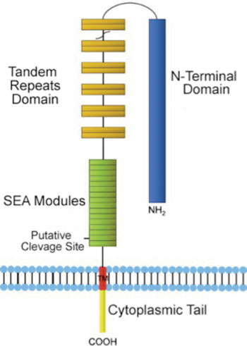 Image: The structure of the CEA125 protein. CEA125 has three domains: the N-terminal domain, tandem repeats domain and C-terminal domain. The N-terminal domain and tandem repeats are heavily glycosylated (Photo courtesy of Wikimedia Commons).