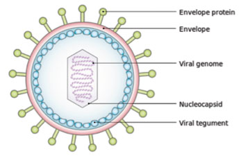 Image: Schematic diagram of the Epstein-Barr virus (Photo courtesy of Wikimedia Commons).