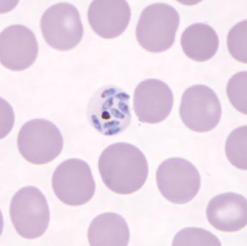 Image: A mature schizont of Plasmodium knowlesi in a thin blood film of a malaria patient (Photo courtesy of US Centers of Disease control and Prevention).