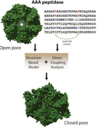 Image: Co-evolved mutations in genetic sequences that code proteins show researchers how a protein is likely to fold and what forms it may take as it carries out its function. Scientists from Rice University used the technique called direct coupling analysis in combination with structure-based models to find a previously hidden conformation of a molecular motor responsible for degrading misfolded proteins in bacteria (Photo courtesy of Faruck Morcos/Rice University).