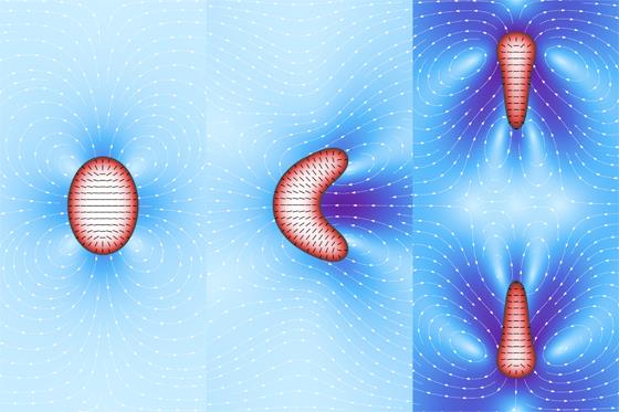 Image: Cell-like features in computer simulated active droplets: Left – static distortion; Middle – motility; Right: division (Photo courtesy of Dr. Luca Giomi and Dr. Antonio DeSimone, SISSA).