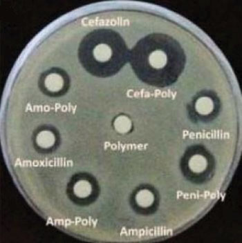Image: Cultured bacteria showing increased sensitivity to antibiotics with the additional of a metallopolymer (Photo courtesy of University of South Carolina).