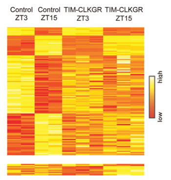 Image: Heat plots for microarray transcriptome experiment, of the genetically engineered Drosophila flies, indicating that the reduced amplitudes of the CLK-protein-driven circadian transcription oscillations (CTOs) leads to genome-wide reductions in CTO amplitudes, not only of the direct CLK-driven transcripts (Photo courtesy of Prof. Kadener, Hebrew University - Jerusalem, Israel, and PLOS Genetics).