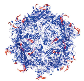 Image An adeno-associated virus capsid (blue) modified by peptides (red) inserted to lock the virus is the result of research at Rice University into a new way to target cancerous and other diseased cells. The peptides are keyed to proteases overexpressed at the site of diseased tissues; they unlock the capsid and allow it to deliver its therapeutic cargo (Photo courtesy of Junghae Suh/Rice University).