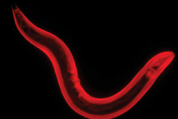 Image: Caenorhabditis elegans nematode (roundworm) (Photo courtesy of McGill University).