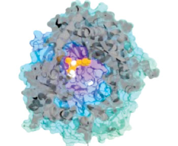 Image: Molecular model shows how the inhibitor binds to Insulin Degrading Enzyme (IDE). The inhibitor is depicted in orange and white spheres. IDE is depicted as the blue and green surface, and the gray ribbons (Photo courtesy of Dr. Markus Seeliger, Stony Brook University).