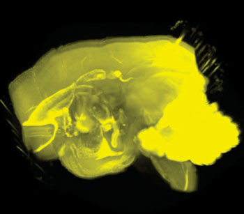 Image: Marmoset brain created using the CUBIC method (Photo courtesy of RIKEN).