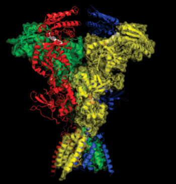 Image: X-ray crystal structure of the NMDA receptor showing its mushroom-like shape, with receptor subunits in different colors (Photo courtesy of Oregon Health & Science University).