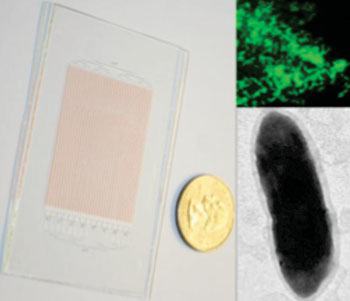 Image: Glass SlipChip for growing microbes, shown next to a US quarter dollar coin (left); fluorescent in situ hybridization image of the target organism (right, top); transmission electron microscopy image of a single cell of the target organism (right, bottom) (Photo courtesy of the California Institute of Technology).