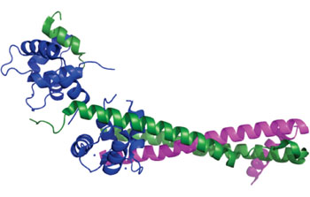 Image: Ribbon representation of the human cardiac troponin core complex in the calcium-saturated form. Blue = troponin C; green = troponin I; magenta = troponin (Photo courtesy of Dr. Lauren Ann Metskas).