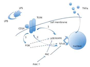 Image: Schematic representation of signaling pathways involved in lipopolysaccharide (LPS) induced tumor necrosis factor-alpha (TNFα) production in human cells (Photo courtesy of Dr. Laurence Hoareau).