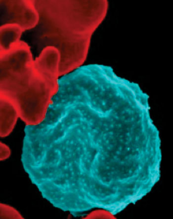 Image: Blocking the activity of HSP101 may imprison the malaria parasite inside its protective vacuole within the red blood cell. In the electron micrograph, the malaria parasites appear in blue and uninfected red blood cells are shown in red (Photo courtesy of the [US] National Institute of Allergy and Infectious Diseases).