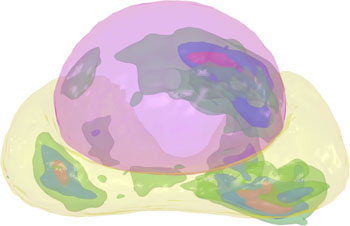 Image: Prostatome - A prostate atlas derived from MRI showing cancer distribution in vivo relative to the central gland (pink) and peripheral zone (yellow) (Photo courtesy of Prof. Madabhushi, Dr. Rusu, and Case Western Reserve University).