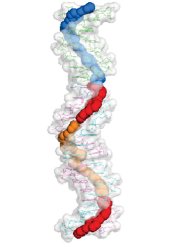 Image: In this image, the drug CD27 completely covers the minor groove of the DNA complex (Photo courtesy of the Universitat Politècnica de Catalunya).