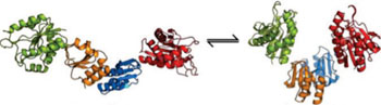 Image: The analyzed endolysins are activated by switching from a tensed, stretched state (left) to a relaxed state (right) (Photo courtesy of the European Molecular Biology Laboratory).