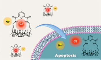 Image: Synthetic ion transporters can induce apoptosis by facilitating chloride anion transport into cells (Photo courtesy of the University of Texas, Austin).