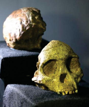 Image: The Taung Child fossil at the Evolutionary Studies Institute at Wits University (Photo courtesy of Wits University).