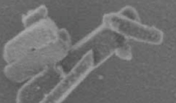 Image: Electron micrograph (x 68,490) of crystals of hemozoin isolated from the malaria parasite Plasmodium falciparum (Photo courtesy of Wikimedia Commons).