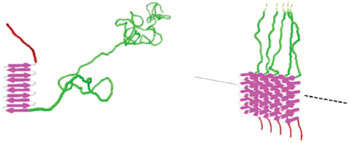 Image: Design of the minimal viral coat protein C-Sn-B (Photo courtesy of Wageningen University).