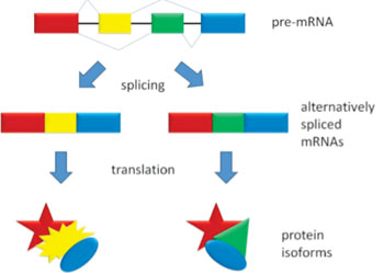 Image: Alternative splicing produces two protein isoforms (Photo courtesy of Wikimedia Commons).