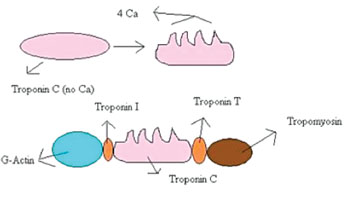 Image: Troponin T binds to tropomyosin and helps position it on actin, and with the rest of the troponin complex modulates contraction of striated muscle. In patients with stable coronary artery disease, troponin T concentrations have been found to be significantly associated with the incidence of cardiovascular death and heart failure (Photo courtesy of Wikimedia Commons).