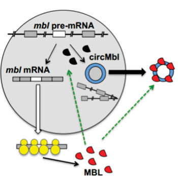 Image: Formation of circRNA—in this case circMbl—competes with the process of linear splicing (Photo courtesy of The Hebrew University of Jerusalem).