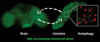 Image: Activating a gene called AMPK in the nervous system induces the antiaging cellular recycling process of autophagy in both the brain and intestine. Activating AMPK in the intestine leads to increased autophagy in both the intestine and brain. Matthew Ulgherait, David Walker and UCLA colleagues showed that this ‘interorgan’ communication during aging can substantially prolong the healthy lifespan of fruit flies (Photo courtesy of Matthew Ulgherait, UCLA).