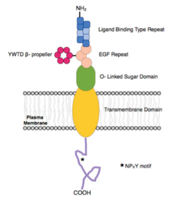 Image: Illustration of the apoER2 receptor protein shows the structure of the entire protein in detail (Photo courtesy of Wikimedia Commons).