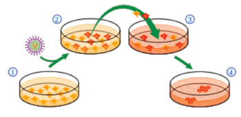 Image: A scheme for the generation of induced pluripotent stem cells (IPSC). (1) Isolate and culture donor cells. (2) Transfect stem cell-associated genes into the cells by viral vectors. Red cells indicate the cells expressing the exogenous genes. (3)  Harvest and culture the cells using mitotically inactivated feeder cells. (4) A small subset of the transfected cells forms iPSC cell colonies (Photo courtesy of Wikimedia Commons).