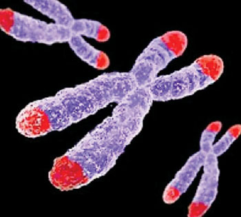 Image: Telomeres at the end of the chromosomes protecting against DNA deterioration (Photo courtesy of Dr. Daniel Friedland MD).