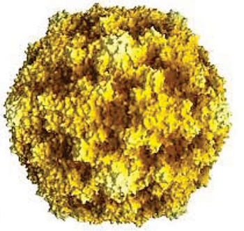 Image:  View across the 2-fold icosahedral axis of the Coxsackievirus B3 (Photo courtesy of Jean-Yves Sgro).
