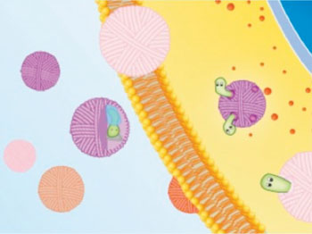 Image: The nano-cocoon drug delivery system is biocompatible, specifically targets cancer cells, can carry a large drug load, and releases the drugs very quickly once inside the cancer cell. Ligands on the surface of the \"cocoon\" trick cancer cells into consuming it. Enzymes (the “worms\" in this image) inside the cocoon are unleashed once inside the cell, destroying the cocoon and releasing anticancer drugs into the cell (Photo courtesy of Dr. Zhen Gu, North Carolina State University).