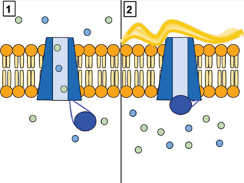 Image: The cystic fibrosis transmembrane conductance regulator (CFTR) channel protein controls the flow of H2O and Cl- ions into and out of lung cells. When CFTR is working correctly (Panel 1), these ions flow in and out. However, when CFTR is malfunctioning (as in Panel 2), these ions cannot flow out of the cell due to channel blockage, leading to the buildup of thick mucus in the lungs characteristic of cystic fibrosis (Photo courtesy of Wikimedia (user Lbudd14)).