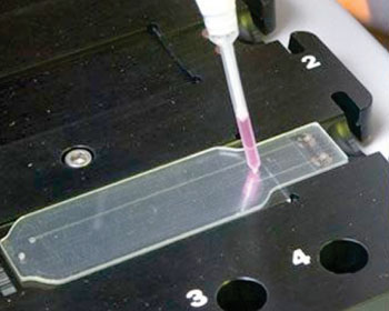 Image: Loading a fluorescently-labeled viral DNA sample onto the Microbial Detection Array (Photo courtesy of Lawrence Livermore National Laboratory).