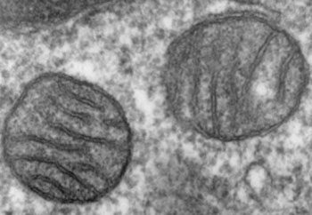 Image: Two mitochondria from mammalian tissue displaying their matrix and membranes as shown by electron microscopy (Photo courtesy of Wikimedia Commons).