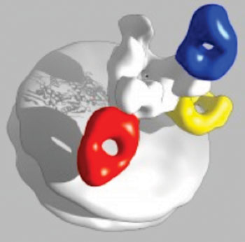 Image: A 3-dimensional picture reveals how the antibodies in the experimental drug Zmapp bind to Ebola virus (Photo courtesy of the Scripps Research Institute).