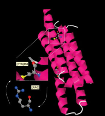 Image: Molecular structure of apoE2. The amino acid argenine at site158 has been replaced by cysteine (Photo courtesy of Wikimedia Commons).