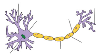 Image: Structure of a typical neuron dendrite (Photo courtesy of Wikimedia Commons).