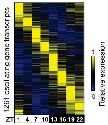 Image: Color coding of genes activated in the liver (yellow) as waves of their activation relative to the time of day. Zeitbeger times (ZT):  ZT0= 7 am, ZT3=10 am, ZT6=1 pm, etc. (Photo courtesy of Dr. Bin Fang, Perelman School of Medicine, University of Pennsylvania).