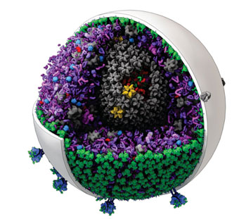 Image: cellPACK software can generate models of midsized structures, such as this one of HIV (Photo courtesy of Scripps Research Institute).