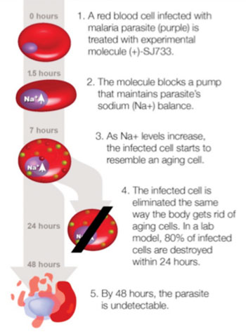 Image: Disruption and removal of malaria parasites by the experimental drug (+)-SJ733 (Photo courtesy of the University of California, San Francisco).