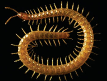 Image: Strigamia maritima, the centipede species genetically sequenced in the study (Photo courtesy of Dr. Carlo Brena, University of Cambridge, United Kingdom).