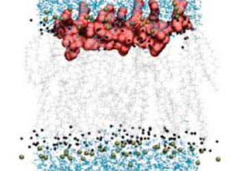 Image: Engineered cationic antimicrobial peptide (eCAP) membrane (Photo courtesy of the University of Pittsburgh School of Medicine).