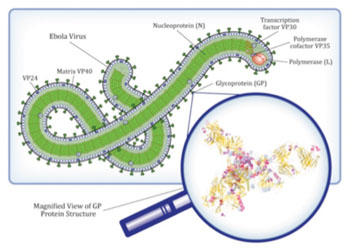 Image: Illustration depicts the Ebolavirus and proteins on its surface that may provide targets for new drugs that could help treat or prevent Ebola infections (Photo courtesy of the Johns Hopkins University).