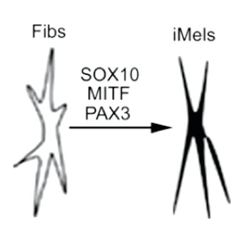 Image: Dermal fibroblasts are directly reprogrammed to pigmented melanocytes by three transcription factors (SOX10, MITF, and PAX3) (Photo courtesy of the University of Pennsylvania).