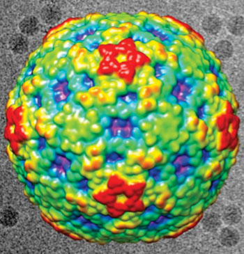 Image: Color-coded image shows the surface view of enterovirus D68, which has stricken children with serious respiratory infections and might be associated with polio-like symptoms. Red regions are the highest peaks, and the lowest portions are blue. In the black-and-white background are actual electron microscopy images of the EV-D68 virus (Photo courtesy of Purdue University).