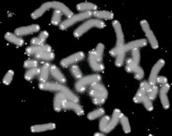 Image: Micrograph showing human chromosomes (grey) capped by telomeres (white) (Photo courtesy of the US Department of Energy Human Genome Program).