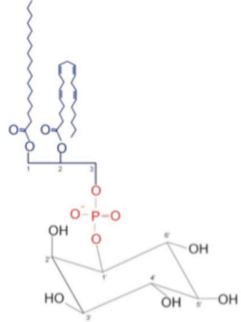 Image: Molecular structure of phosphatidylinositol (Photo courtesy of Wikimedia Commons).