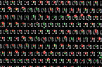 Image: MIT researchers have designed a microfluidic device that allows them to precisely trap pairs of cells (one red, one green) and observe how they interact over time (Photo courtesy of Burak Dura, MIT).